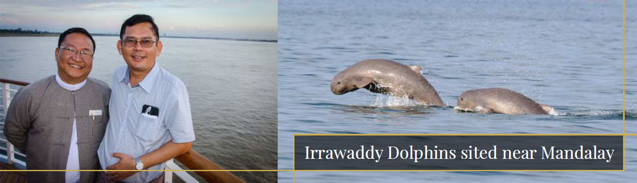 irrawaddy dolphins sited near mandalay